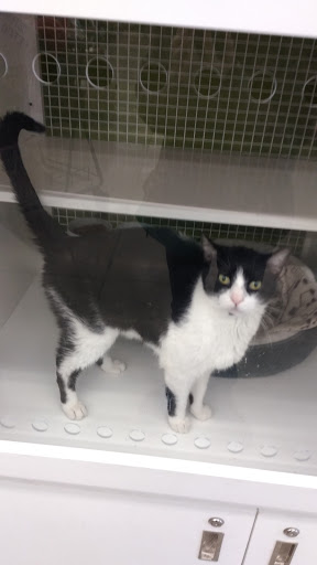 Pet Supply Store «Petco Animal Supplies», reviews and photos, 660 Chestnut Commons Dr, Elyria, OH 44035, USA