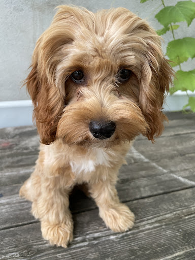 Pet Supply Store «PetSmart», reviews and photos, 948 Springfield Rd, Union, NJ 07083, USA