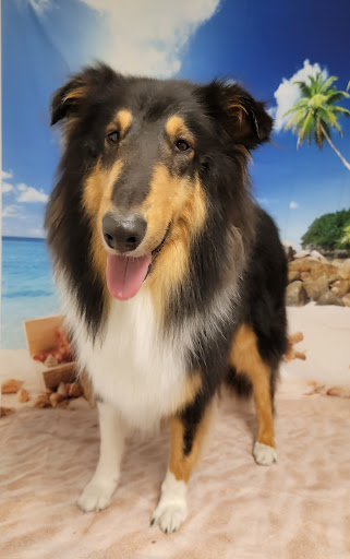 Pet Groomer «One Stop Pet Shop Inc», reviews and photos, 1375 Chestnut St # 103, Emmaus, PA 18049, USA