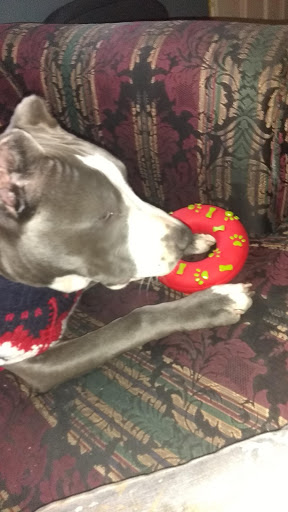 Pet Supply Store «Pet Valu», reviews and photos, 7750 Brandt Pike, Huber Heights, OH 45424, USA