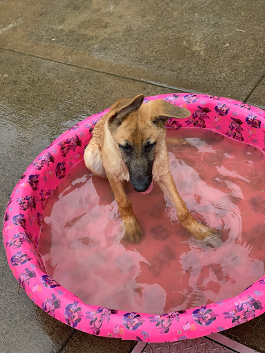 Dog Park «Mt. Airy Dog Park», reviews and photos, 3006 Westwood Northern Blvd, Cincinnati, OH 45211, USA