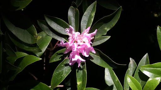 Park «Willamette Heights Park», reviews and photos, 508 Valley View, Springfield, OR 97477, USA