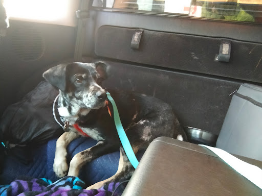 Pet Supply Store «Pet Supplies Plus», reviews and photos, 1663 Mineral Spring Ave, North Providence, RI 02904, USA