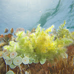 Photo n°16 de l'avis de ANDREAS.T fait le 05/07/2021 à 13:22 sur le  Ciringhito Bar Ristorante à Bari Sardo