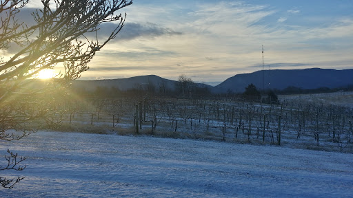 Winery «Shenandoah Vineyards», reviews and photos, 3659 S Ox Rd, Edinburg, VA 22824, USA
