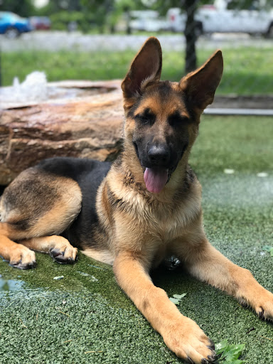 Pet Store «Happy, Clean and Smart», reviews and photos, 5700 W Kilgore Ave, Muncie, IN 47304, USA