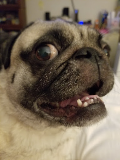 Pet Supply Store «PetSmart», reviews and photos, 7600 Edinger Ave, Huntington Beach, CA 92647, USA