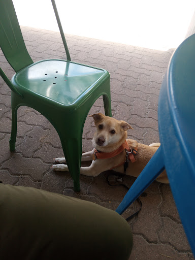 Winery «Winery on the Gruene», reviews and photos, 1308 Gruene Rd, New Braunfels, TX 78130, USA