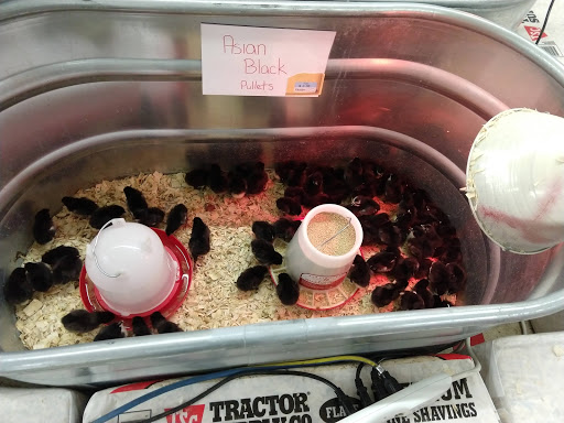 Home Improvement Store «Tractor Supply Co.», reviews and photos, 6015 S Transit Rd, Lockport, NY 14094, USA