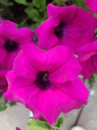 Garden Center «Blooms at Belle Mead», reviews and photos, 1980 US-206, Belle Mead, NJ 08502, USA