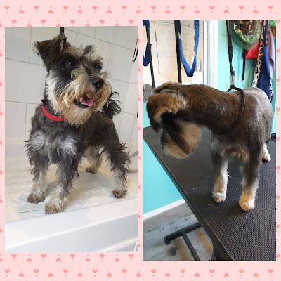 POOOCHED DOG GROOMING