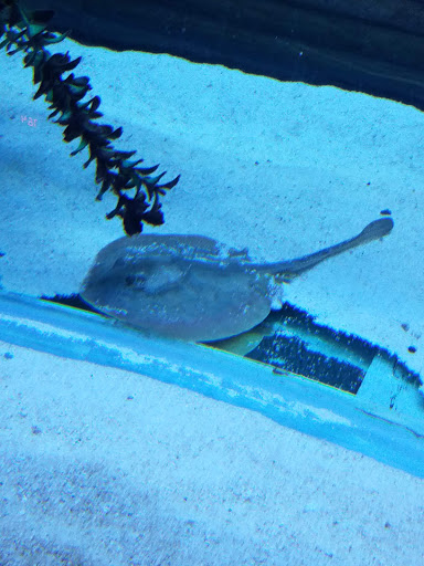 Aquarium Shop «Exotic Aquariums», reviews and photos, 7399 Bird Rd, Miami, FL 33155, USA