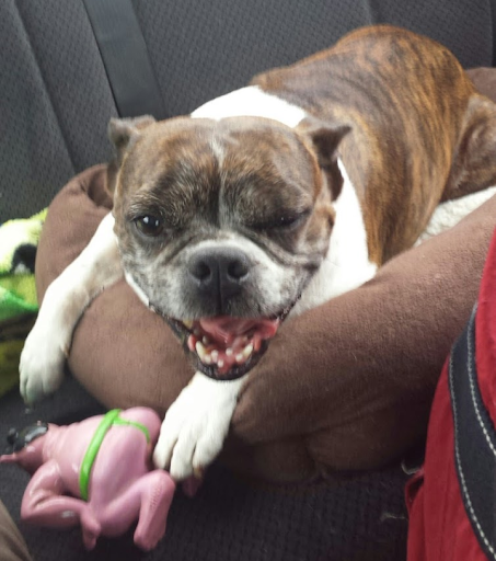 Pet Supply Store «PetSmart», reviews and photos, 8281 Troy Pike, Huber Heights, OH 45424, USA