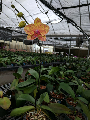 Florist «Dr Delphinium Flower & Orchid House», reviews and photos, 513 W Campbell Rd, Richardson, TX 75080, USA