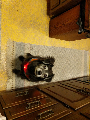 Pet Supply Store «Petco Animal Supplies», reviews and photos, 3537 Washtenaw Ave, Ann Arbor, MI 48104, USA