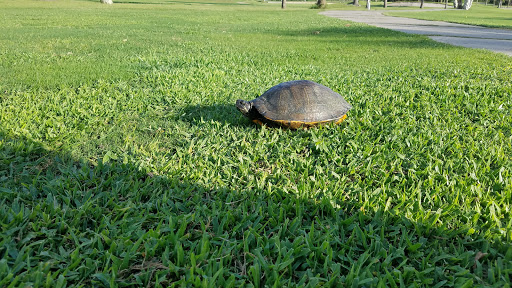 Golf Course «The Tides Golf Club», reviews and photos, 11832 66th Ave N, Seminole, FL 33772, USA