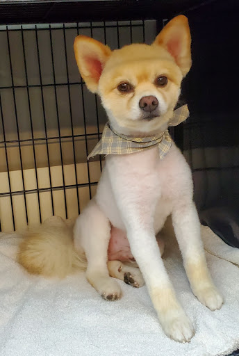 Pet Groomer «Pretty Paws Salon & Spa», reviews and photos, 604 S 77 Sunshine Strip, Harlingen, TX 78550, USA