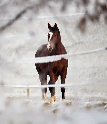 Tack Shop «The Equestrian Shop Inc.», reviews and photos, 40 Essex Rd, Ipswich, MA 01938, USA