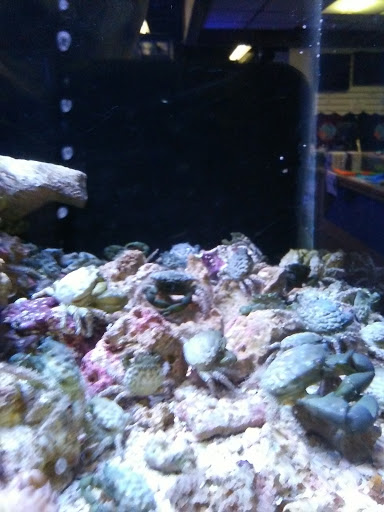 Pet Store «Something Fishy: Saltwater Aquarium Superstore», reviews and photos, 511 E 21st St, Northampton, PA 18067, USA