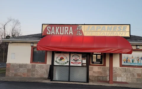 Sakura image