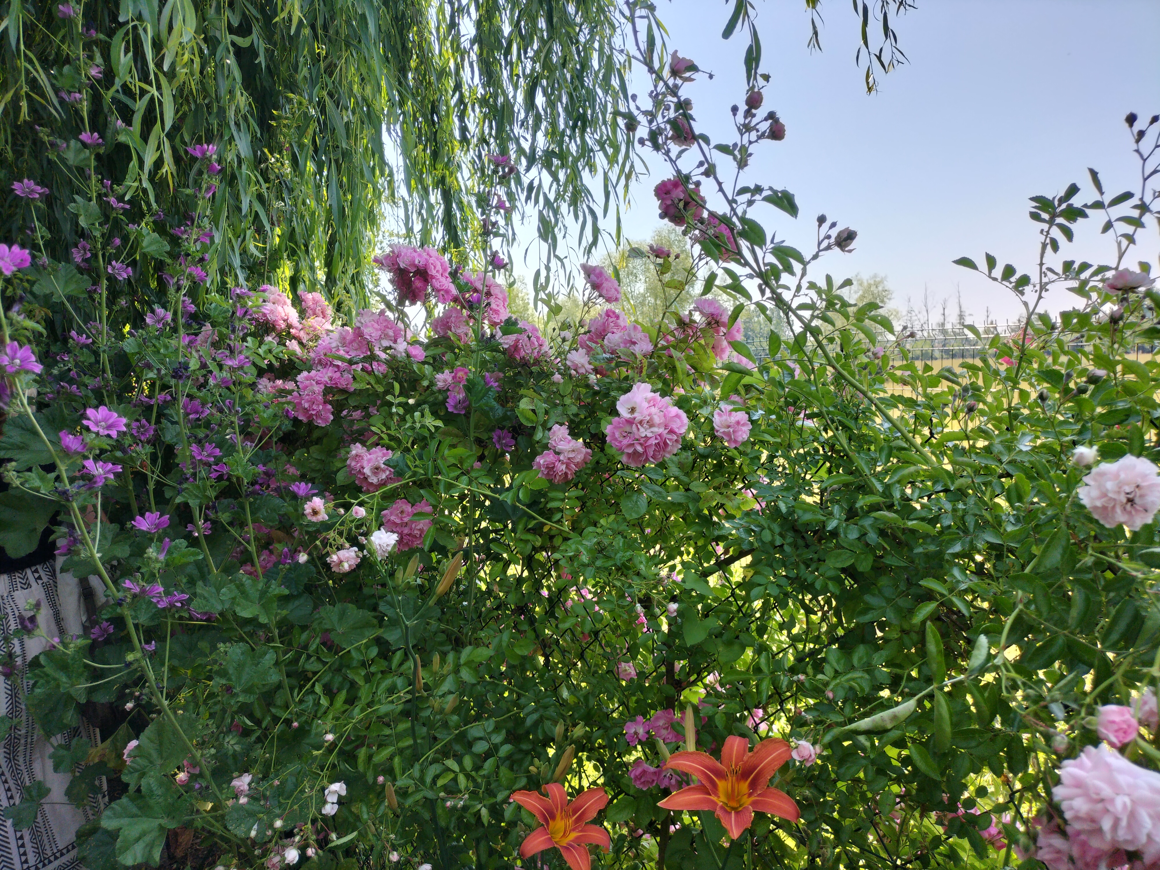 Photo n° 41 de l'avis de didier.e fait le 15/06/2023 à 13:38