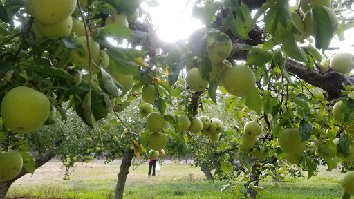 Farm «Lewin Farms», reviews and photos, 812 Sound Ave, Calverton, NY 11933, USA