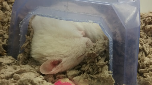 Pet Supply Store «Petco Animal Supplies», reviews and photos, 129 Mall Way, Marysville, WA 98270, USA