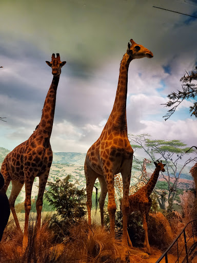 Aquarium «Wonders Of Wildlife National Museum & Aquarium», reviews and photos, 500 W Sunshine St, Springfield, MO 65807, USA