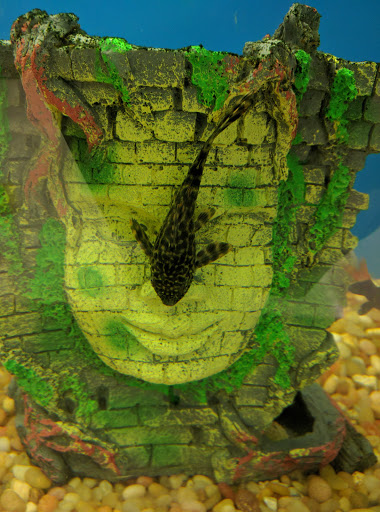 Pet Supply Store «Pet Supplies Plus», reviews and photos, 508 E Stroop Rd, Kettering, OH 45429, USA