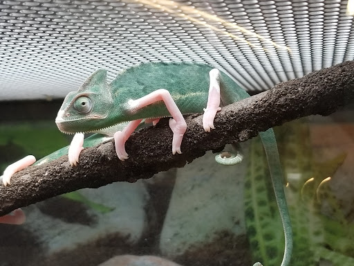 Pet Supply Store «Petco Animal Supplies», reviews and photos, 187 Stonebrook Pl, Jackson, TN 38305, USA