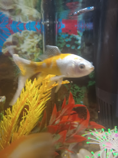 Tropical Fish Store «Ironbound Pet Shop», reviews and photos, 246 Ferry St # 5, Newark, NJ 07105, USA