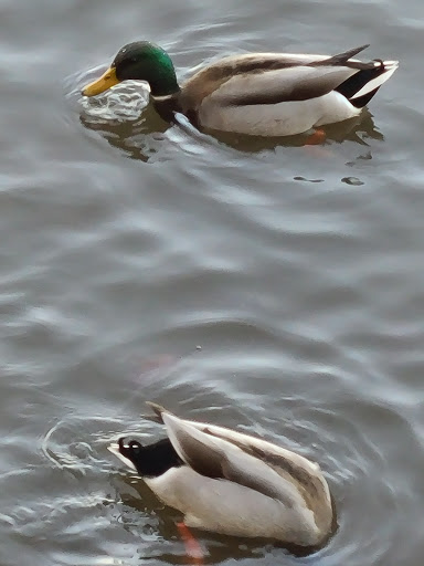 Coffee Shop «Starbucks», reviews and photos, 4A E Bridge St, New Hope, PA 18938, USA