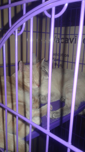 Pet Supply Store «Petco Animal Supplies», reviews and photos, 210 Nut Tree Pkwy, Vacaville, CA 95687, USA