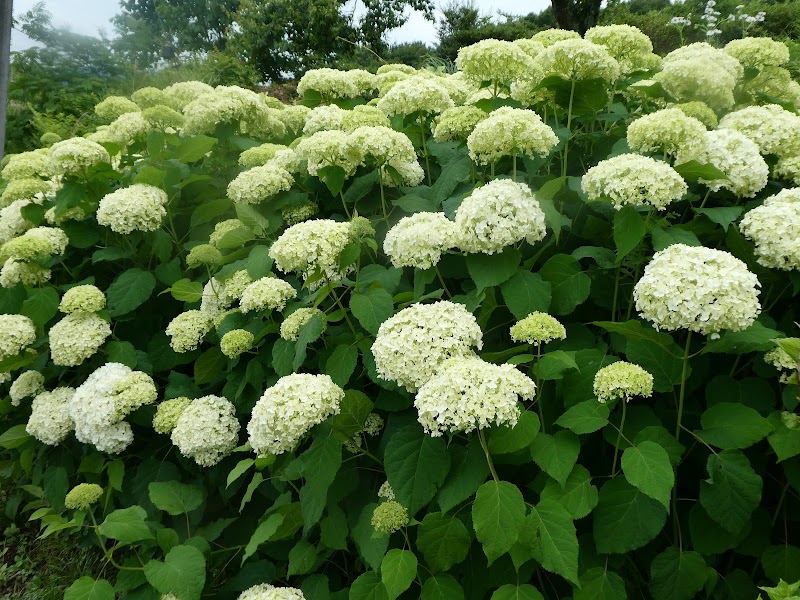 田舎体験農園