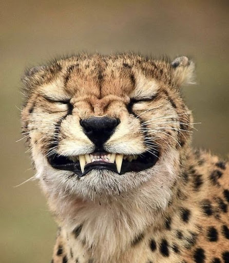 Pet Supply Store «PetSmart», reviews and photos, 33963 Doheny Park Rd, San Juan Capistrano, CA 92675, USA