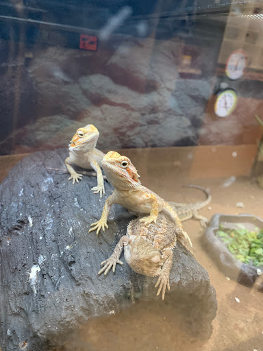 Pet Supply Store «Petco Animal Supplies», reviews and photos, 2204 Harlem Ave, North Riverside, IL 60546, USA