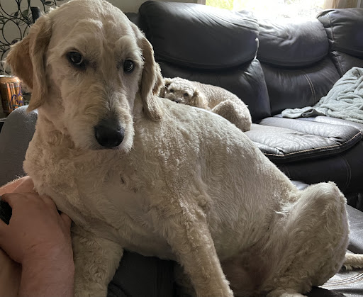 Pet Store «Pet Town», reviews and photos, 51 WA-300, Belfair, WA 98528, USA