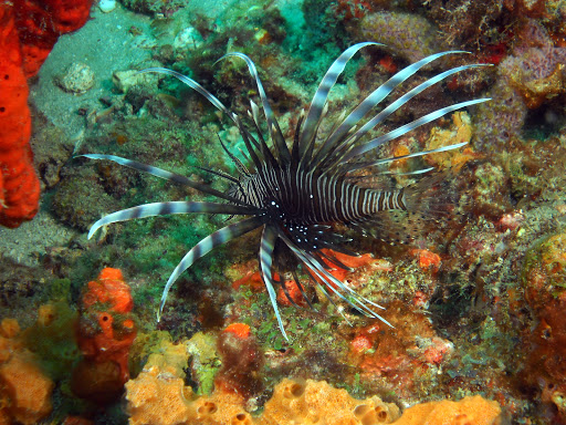 Dive Shop «Dive Shop Kissimmee», reviews and photos, 4916 W Irlo Bronson Memorial Hwy, Kissimmee, FL 34746, USA