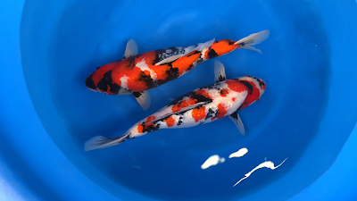 AQUAPROD à Servon-Melzicourt