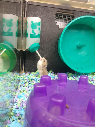 Pet Supply Store «PetSmart», reviews and photos, 9970 Sowder Village Square, Manassas, VA 20109, USA