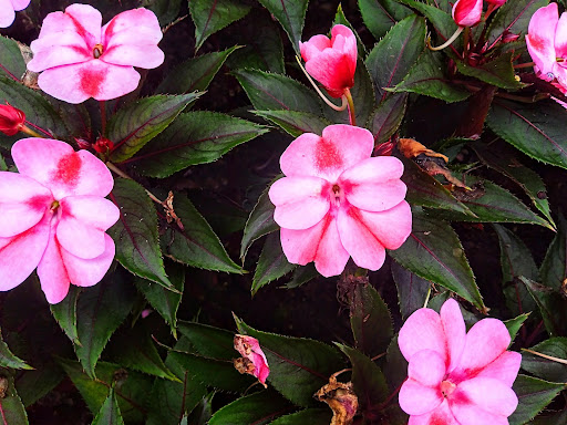 Fast Food Restaurant «Chick-fil-A», reviews and photos, 1321 GA-20, McDonough, GA 30253, USA