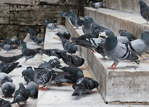 Pest Control Service «Action Pest Control», reviews and photos