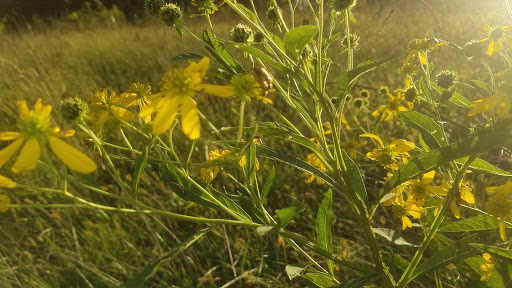 Nature Preserve «Sauk Trail Woods», reviews and photos, 3028 Forest Preserve Dr, Chicago Heights, IL 60411, USA