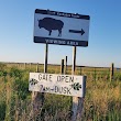 Kankakee Sands Bison Viewing