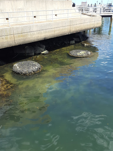 Aquarium «New England Aquarium», reviews and photos, 1 Central Wharf, Boston, MA 02110, USA