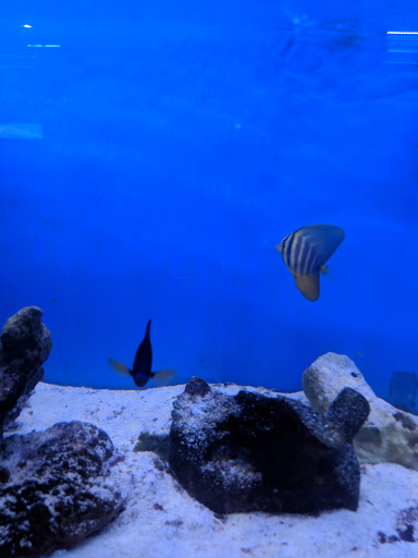 Pet Supply Store «Exotic Aquatic», reviews and photos, 275 E Oakland Park Blvd, Fort Lauderdale, FL 33334, USA