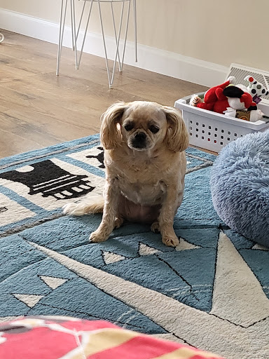 Paws Pet Grooming, LLC