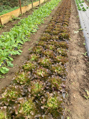 L' jardin Maraîcher YQUELON à Yquelon