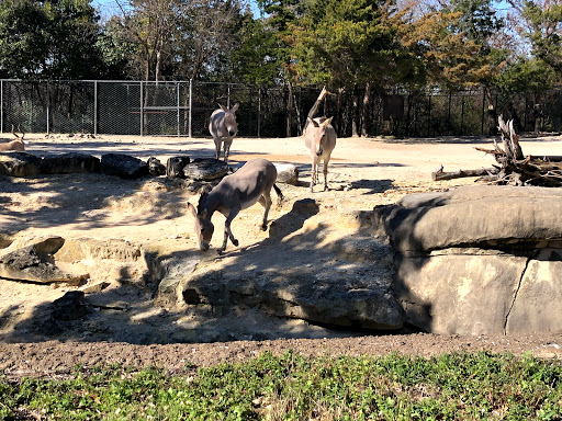 Transit Stop «Dallas Zoo Station», reviews and photos, 614 S. Ewing Avenue, Dallas, TX 75203, USA