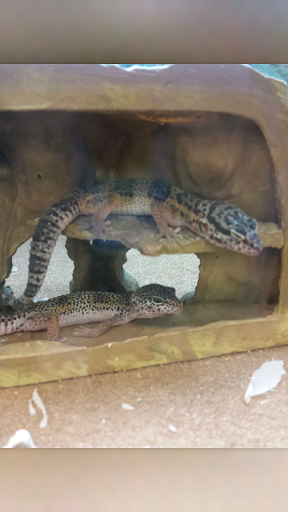 Pet Supply Store «Petco Animal Supplies», reviews and photos, 4500 Las Positas Rd, Livermore, CA 94551, USA